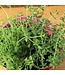 Mckenzie Herb Thyme Seed Packet