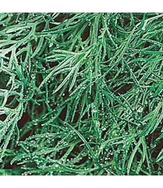Mckenzie Herb Dill Fernleaf