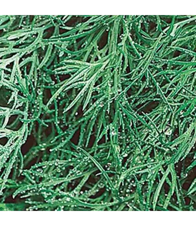 Mckenzie Herb Dill Fernleaf Seed Packet