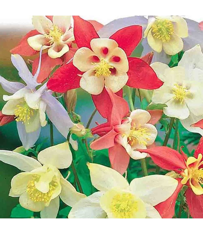 Mckenzie Columbine Long Spurred Mix Seed Packet