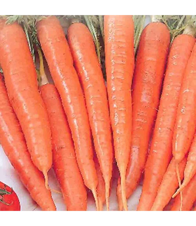 Mckenzie Carrot Tenderlong Imperator Seed Packet