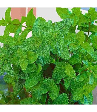 Mckenzie Herb Mint