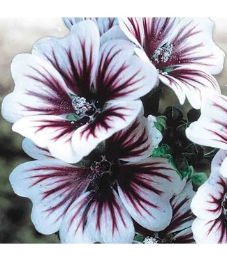 Mckenzie Mckenzie Malva Zebrina Seed Packet