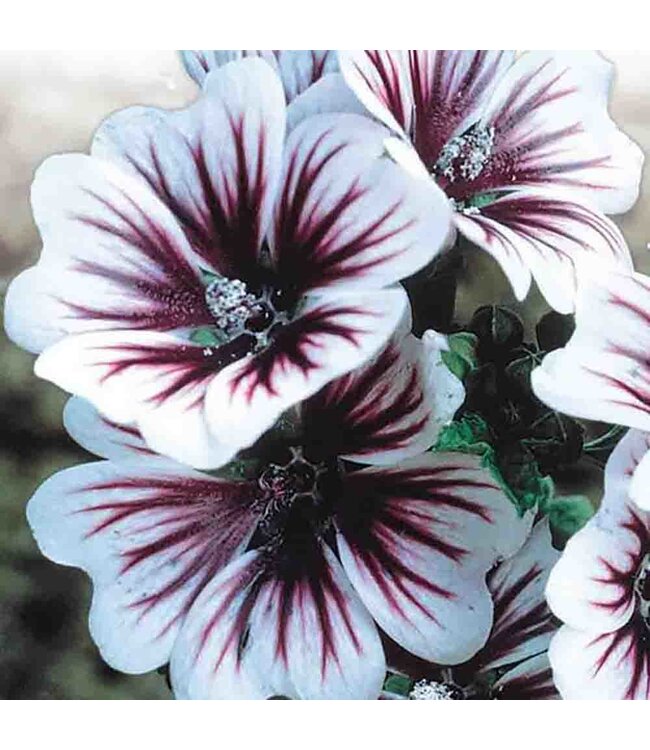 Mckenzie Malva Zebrina Seed Packet