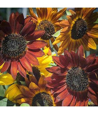 Livingstone Mckenzie Sunflower Evening Sun Seed Packet