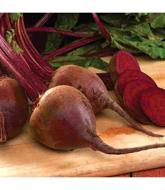 Mckenzie Beet Detroit Dark Red