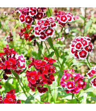 Mckenzie Mckenzie Sweet William Mixed Colors Seed Packet