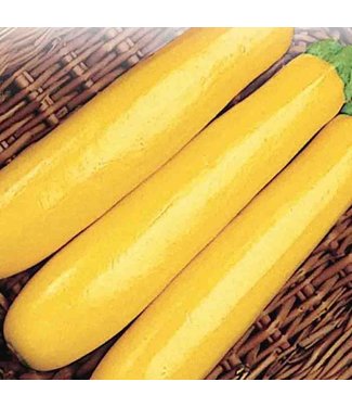 Mckenzie Zucchini Gold Rush