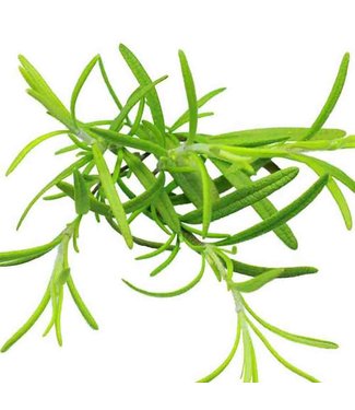 Mckenzie Herb Rosemary