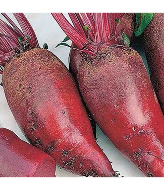 Mckenzie Mckenzie Beet Cylindra Formanova Seed Packet