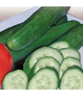 Mckenzie Cucumber Beit Alpha Burpless L