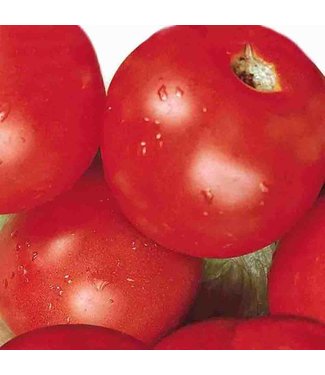 Mckenzie Mckenzie Tomato Sub Arctic Plenty Seed Packet