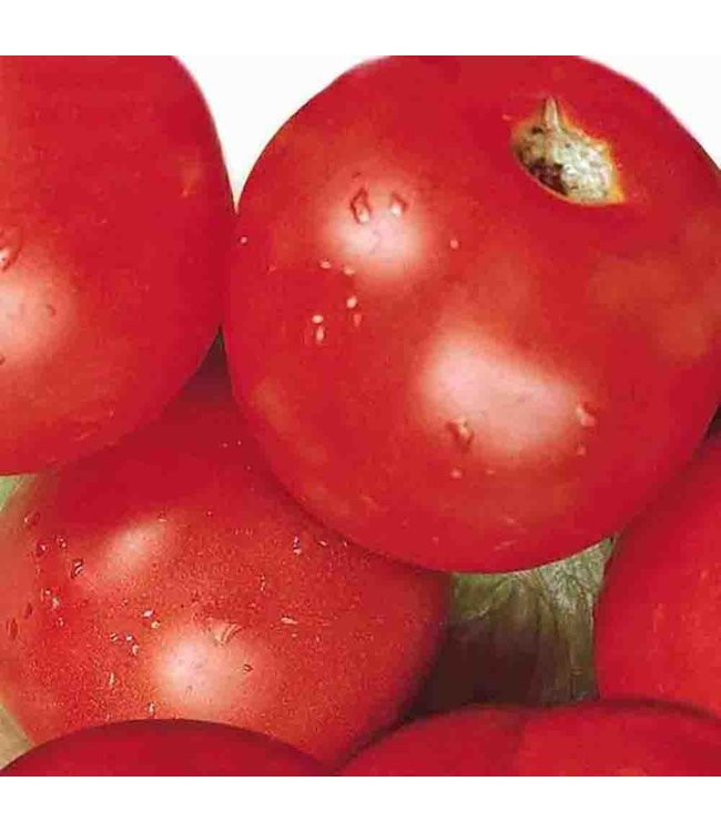 Mckenzie Tomato Sub Arctic Plenty Seed Packet