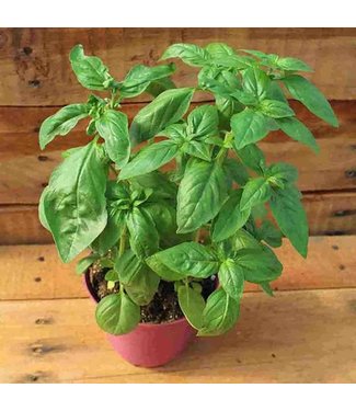 Mckenzie Herb Basil Sweet