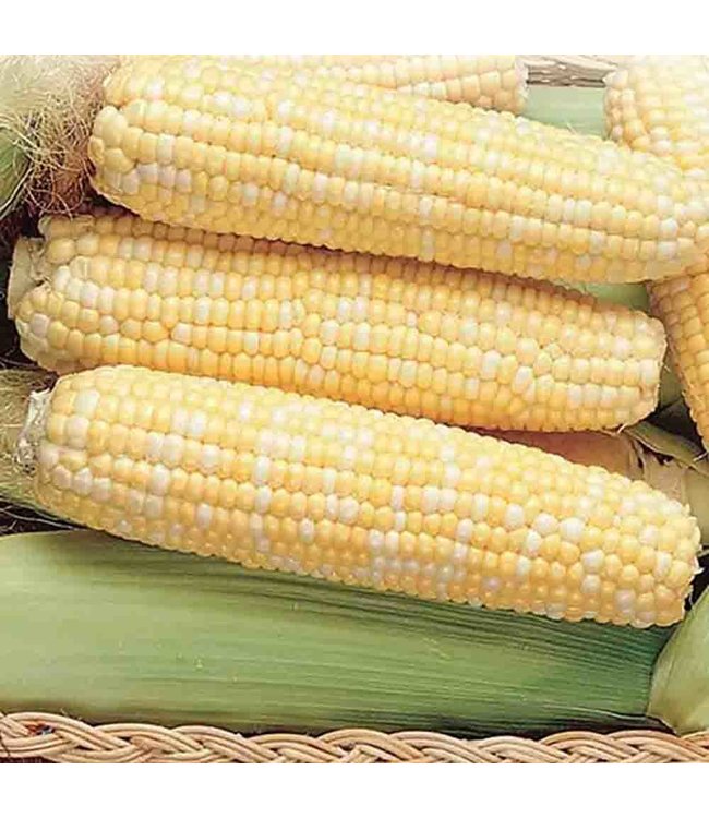 Corn Honey & Cream Bicolor