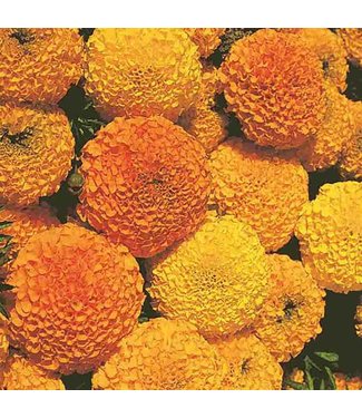 Mckenzie Marigold Crackerjack