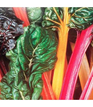 Mckenzie Mckenzie Swiss Chard Bright Lights Seed Packet