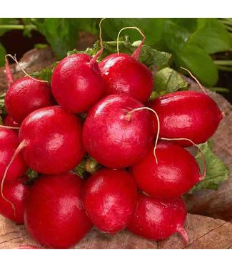 Mckenzie Radish Cherry Belle (Heirloom) Seed Packet