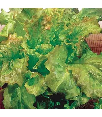 Mckenzie Mckenzie Lettuce Prizehead Seed Packet