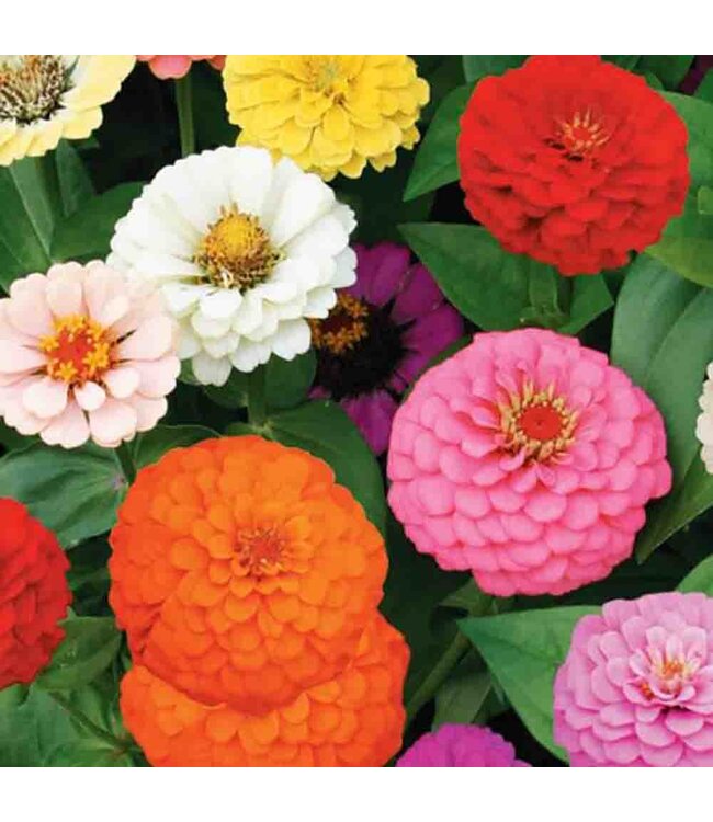 Mckenzie Zinnia Cut and Come Again  Sow Easy Seed Packet