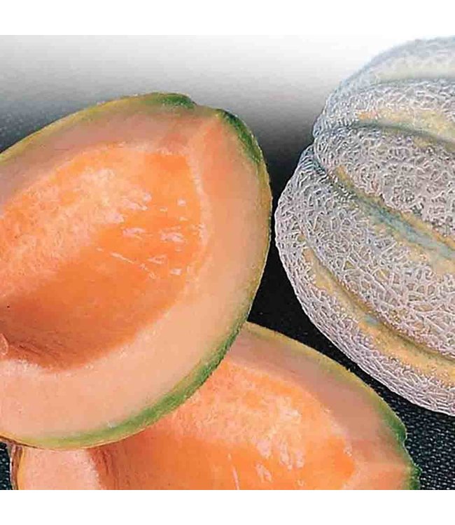 Mckenzie Cantaloupe Delicious Seed Packet