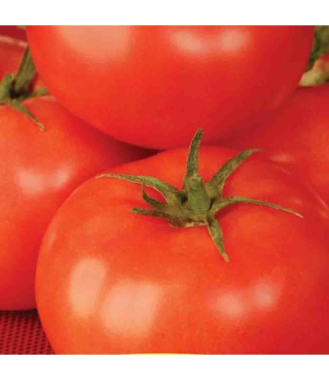Mckenzie Tomato Better Boy  Sow Easy Seed Packet