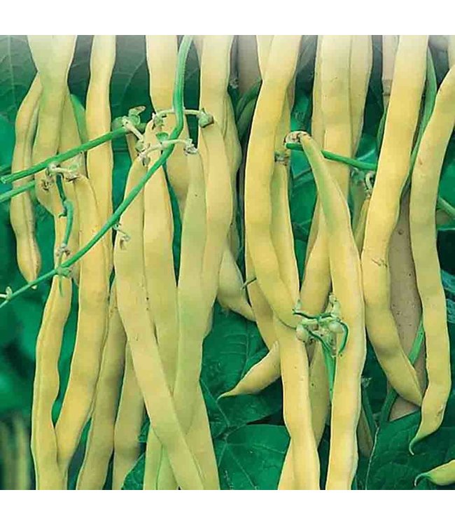 Mckenzie Bean Neckargold Wax (P) Seed Packet