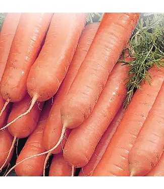 Mckenzie Mckenzie Carrot Little Finger Seed Packet