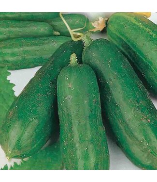 Mckenzie Cucumber Early Russian Seed Packet