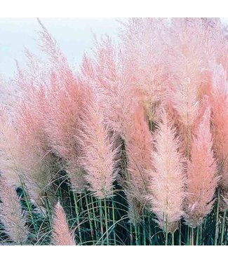 Mckenzie Pampas Grass Pink OG Seed Packet