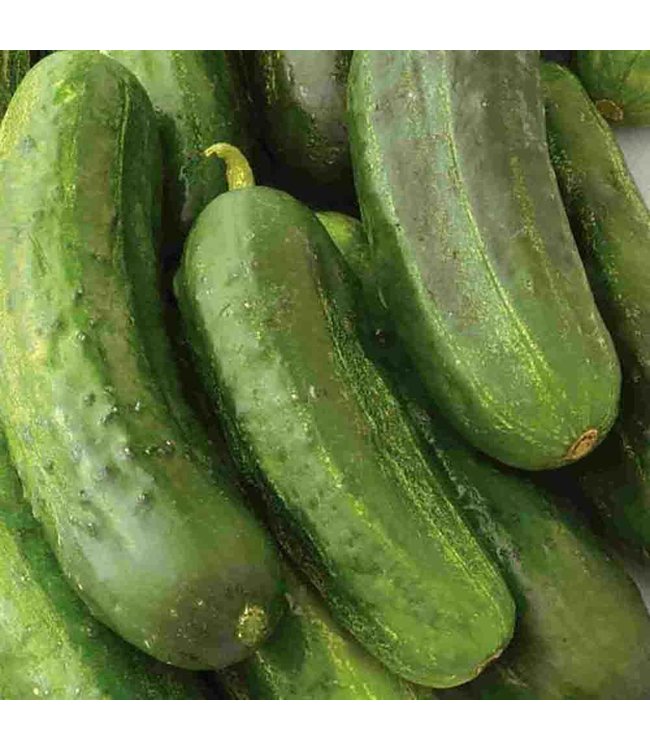 Mckenzie Cucumber National Pickling Seed Packet