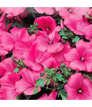 Mckenzie Lavatera Twins Hot Pink Seed Packet