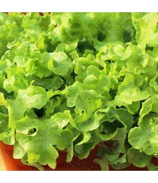 Mckenzie Mckenzie Lettuce Grand Rapids Seed Packet