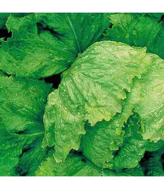 Mckenzie Mckenzie Lettuce Iceberg Seed Packet
