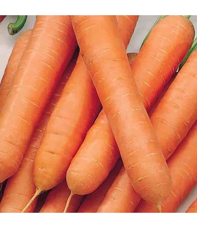 Mckenzie Carrot Nantes Touchon Seed Packet