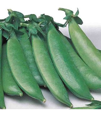 Mckenzie Mckenzie Pea Sugar Sprint Edible Pod Seed Packet