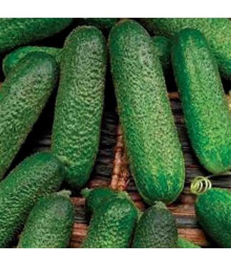 Livingstone Mckenzie Cucumber Corentine Seed Packet