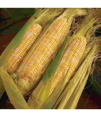 Mckenzie Corn Peaches & Cream Bicolor