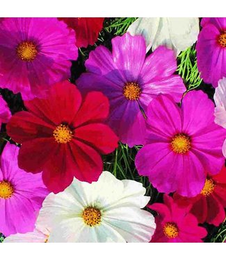 Mckenzie Cosmos Early Sensation Mix Seed Packet