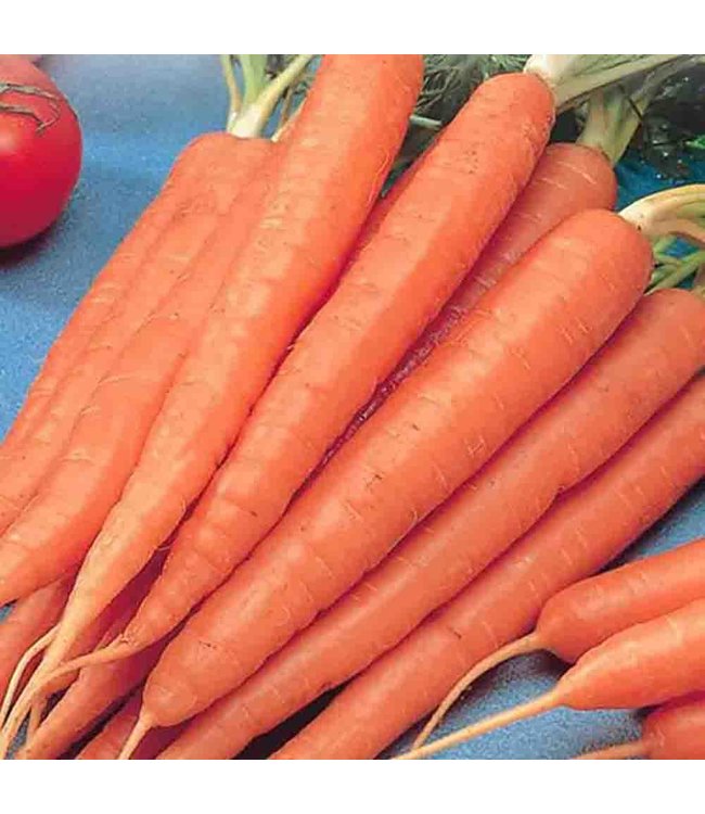 Mckenzie Carrot Tendersweet Long Seed Packet