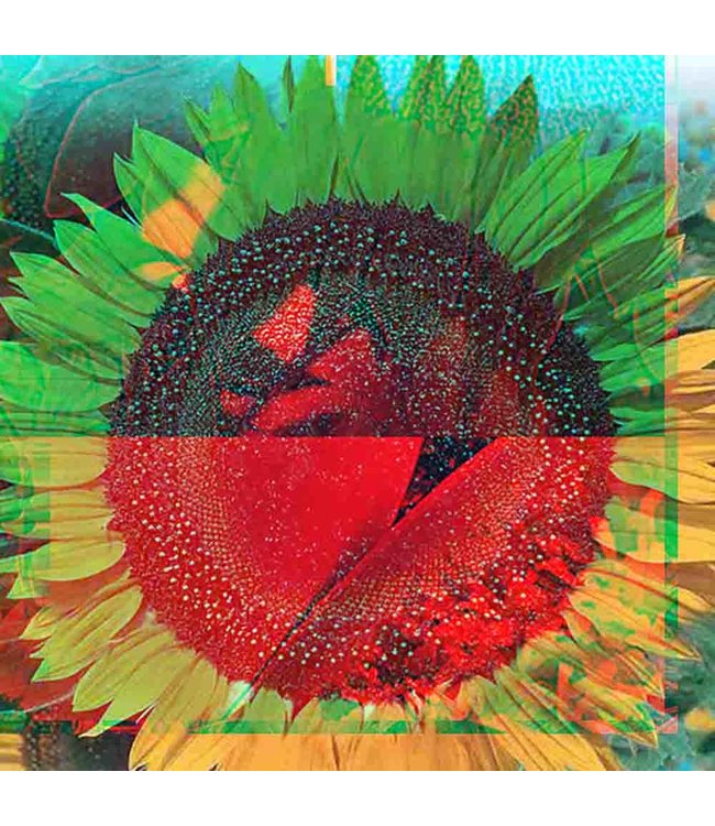 Mckenzie Sunflower Taiyo Seed Packet
