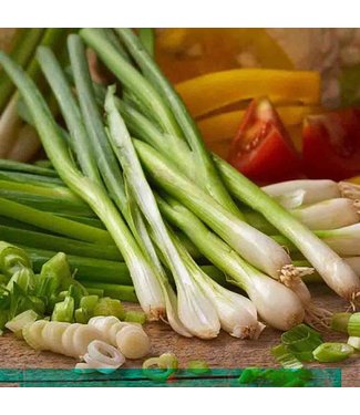 Mckenzie Onion White Lisbon Bunching ST