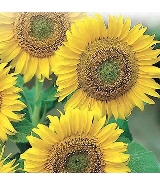 Mckenzie Sunflower Large Seeded Tall Seed Packet