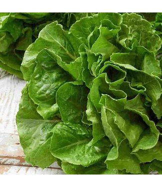 Mckenzie Lettuce Buttercrunch