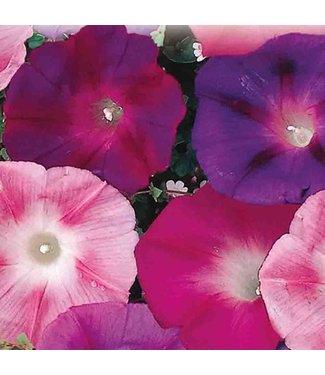 Livingstone Mckenzie Morning Glory Early Call Mix Seed Packet