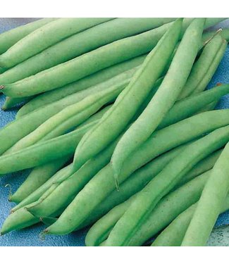 Mckenzie Bean Greencrop (B)