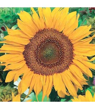 Mckenzie Sunflower Sunspot Seed Packet