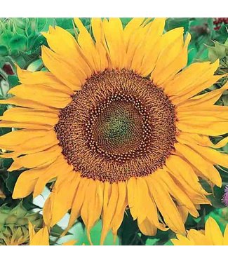 Mckenzie Sunflower Sunspot