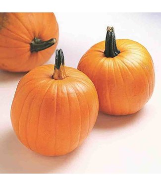 Mckenzie Pumpkin Jack O'Lantern Seed Packet