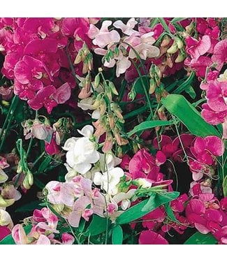 Livingstone Mckenzie Sweet Pea Everlasting Seed Packet